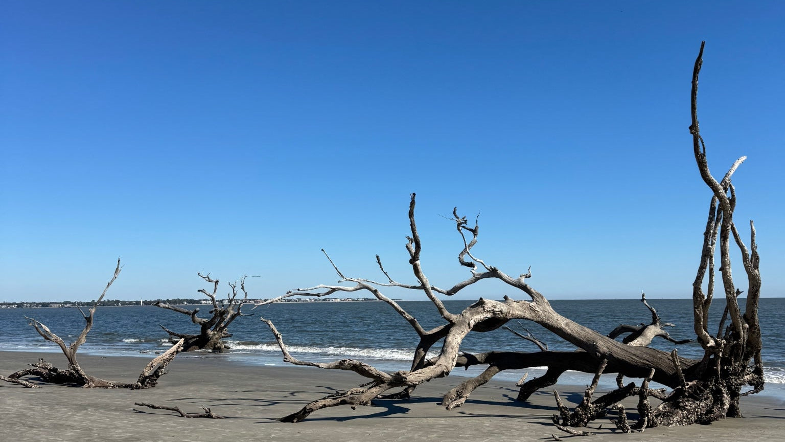 Driftwood on a sandy beach with clear blue sky